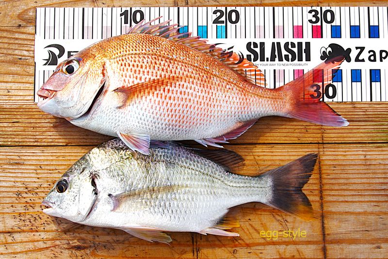 本日の釣果 素人でもちょっと物足りない でもこんなものか