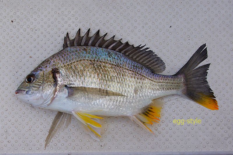 沖のキビレはきれいですし、おいしく頂けるのがうれしい