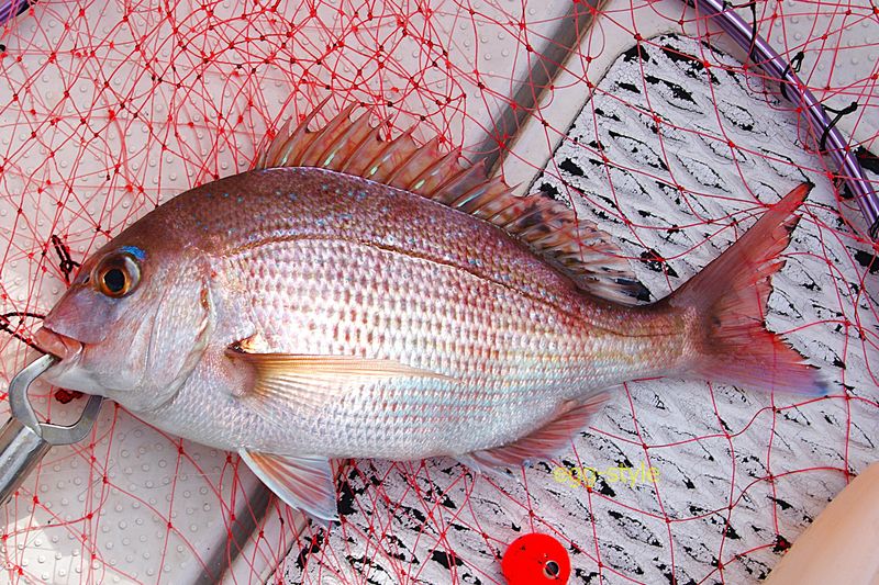 なんとか尺寸ありましたので、上々です