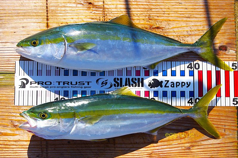 本日の釣果 いろいろ要因があっても2匹あれば晩ごはんは豊かです