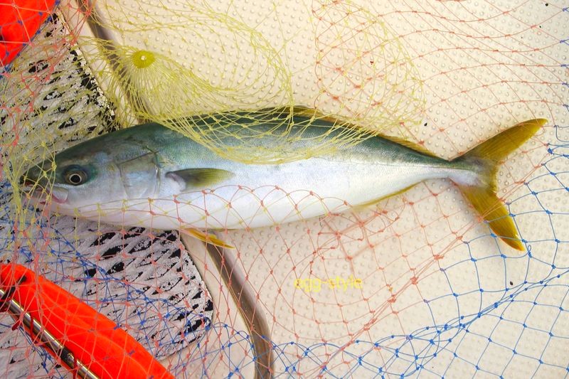 ここまで好調な2匹目　おいしいハマチです