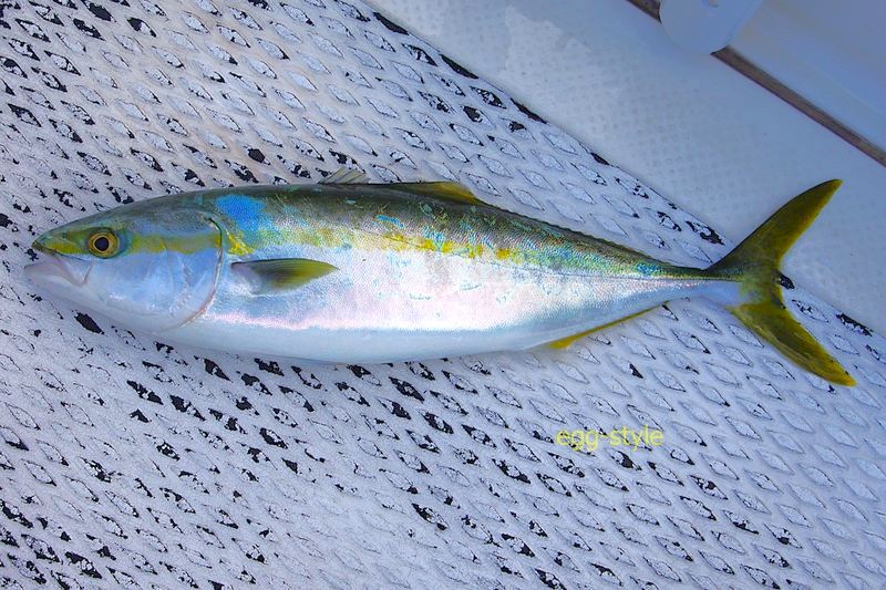 1匹目のハマチ サイズの割に引きが強く楽しい釣りです