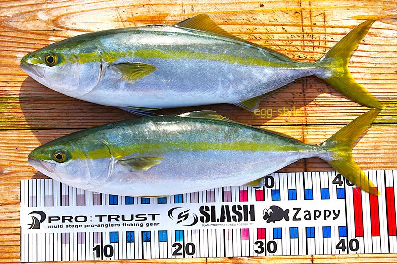 本日の釣果 こんなところでしょう 最終戦の晩ごはんです