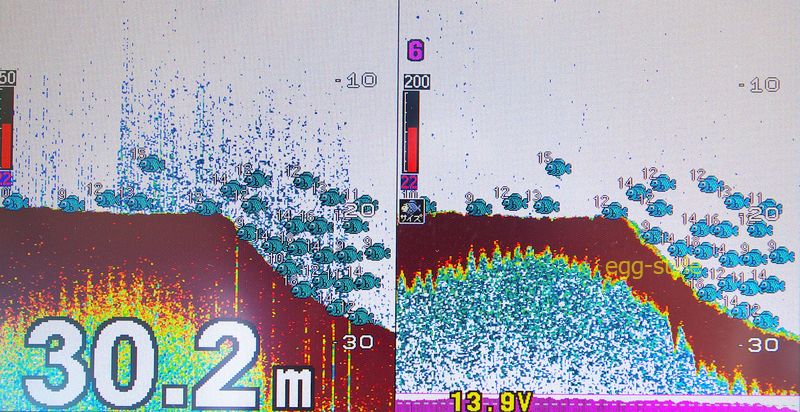 このくらいベイトが固まると大いに見込みが出てくる