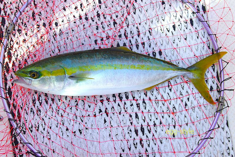 1匹目をばらした後の1匹目 ホッとしました