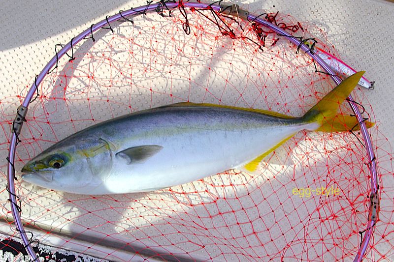 2匹目 うれしくおいしいハマチ君