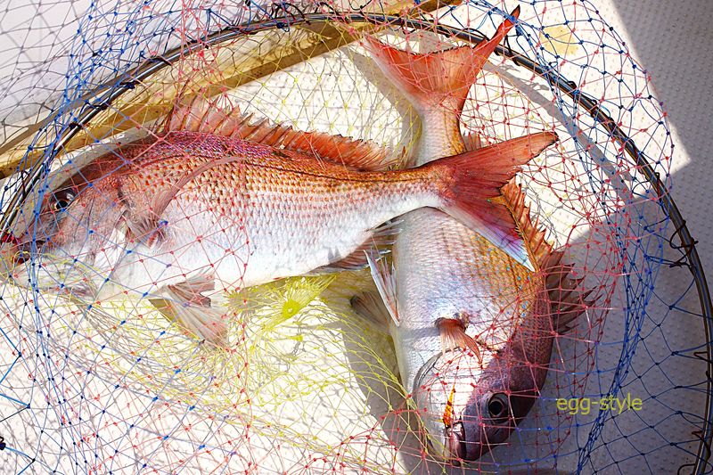 春のきれいなマダイを釣るのがシーズンスタートだ