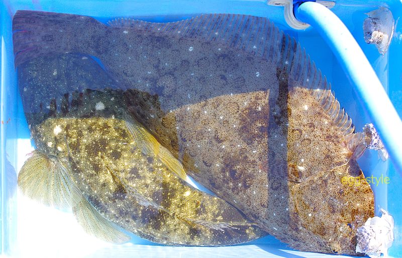 初夏からこっち夏まで随分と顔を見せてくれるようになった