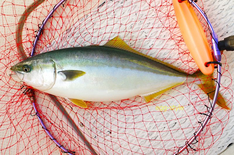 小艇の定番　初夏は型もののおいしそうなハマチが狙えました