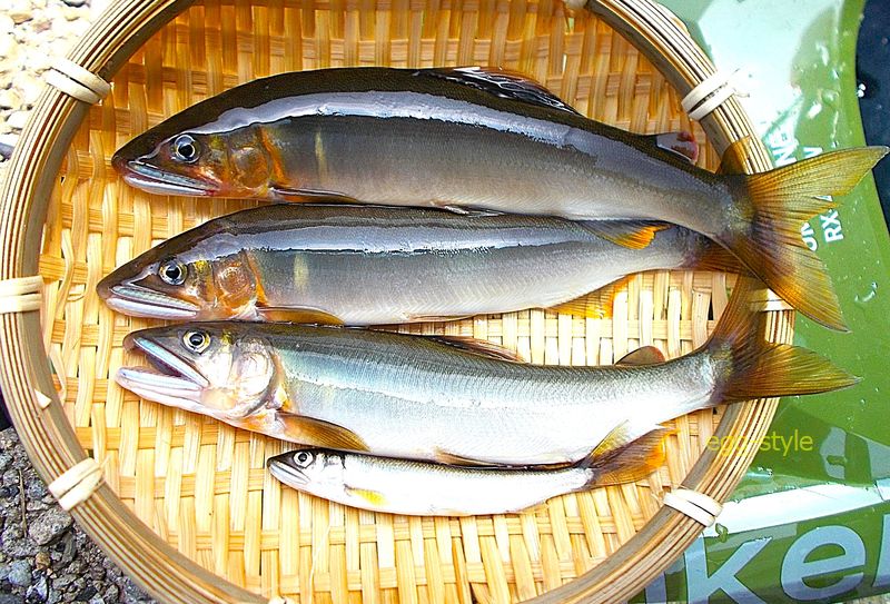 少しはコツがつかめそうになった鮎だが、難しいルアー釣りだ