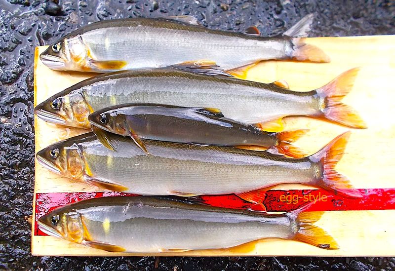 20cmを超えるとその引きは段違い　2匹もばらしてしまった素人