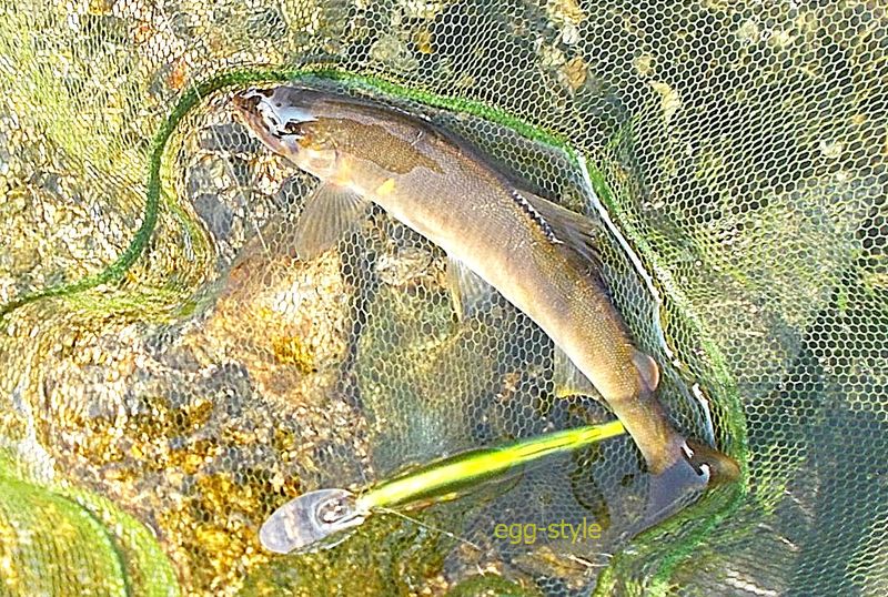 来春は、鮎の前にこんな風にヤマメを釣ってみたい
