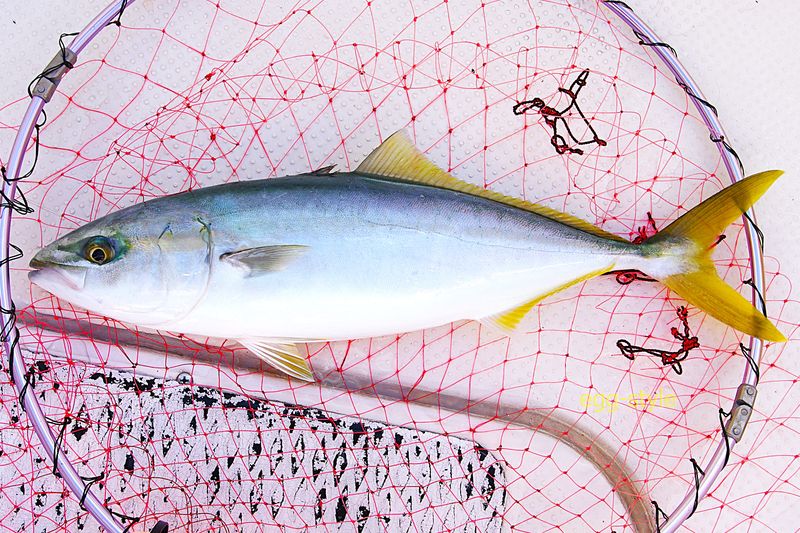 夏まで順調だった青ものでしたが、秋にあんな風になるとは……