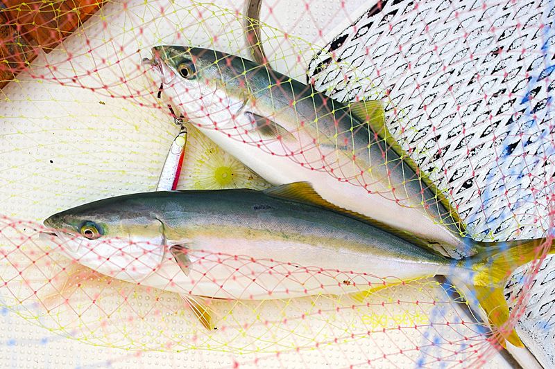 活性が高くなればジグを奪い合うように前後フックで釣れる