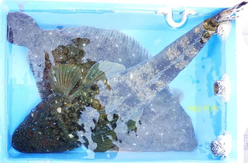 砂ものは2匹で大喜びだが、狙えたシーンだったが……