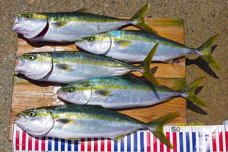夏までMAX5匹としていた　3-5匹時合いで充分に狙えた