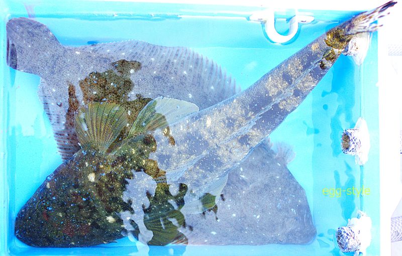 うれしい嬉しい釣果　120%の満足で帰港しました