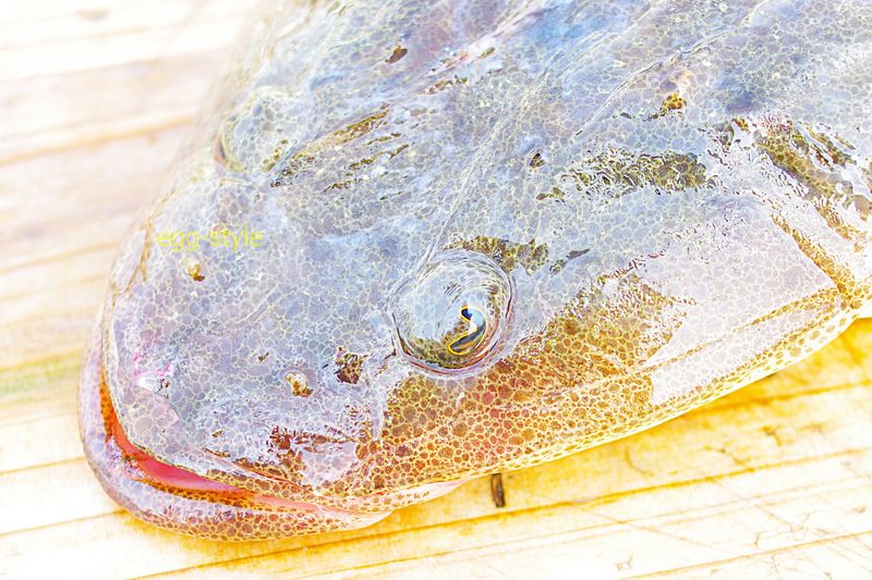 マゴチの目は、ハート形　とにかく面白い釣りだ