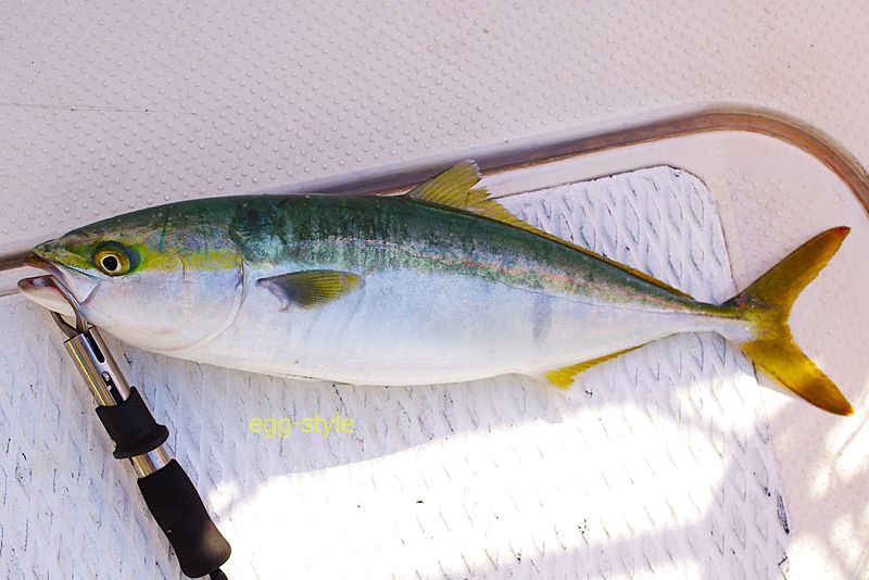 肥ったハマチ　このサイズがパワーもあって一番おいしい