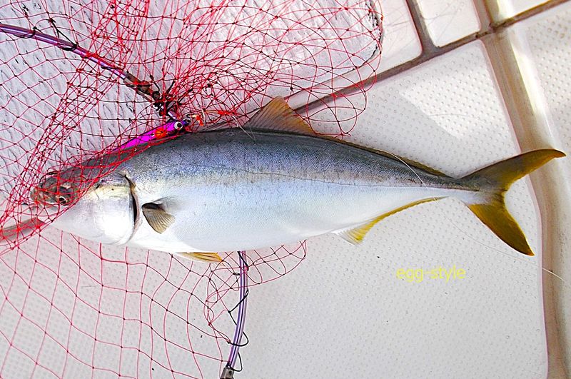 ハマチジギングがとても好きで、いつも狙っていたい