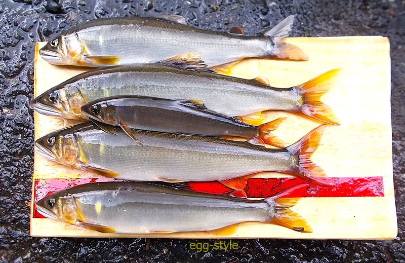 20cmを超えるとパワーがまったく違うのを知った鮎　手は舞い足は踊る