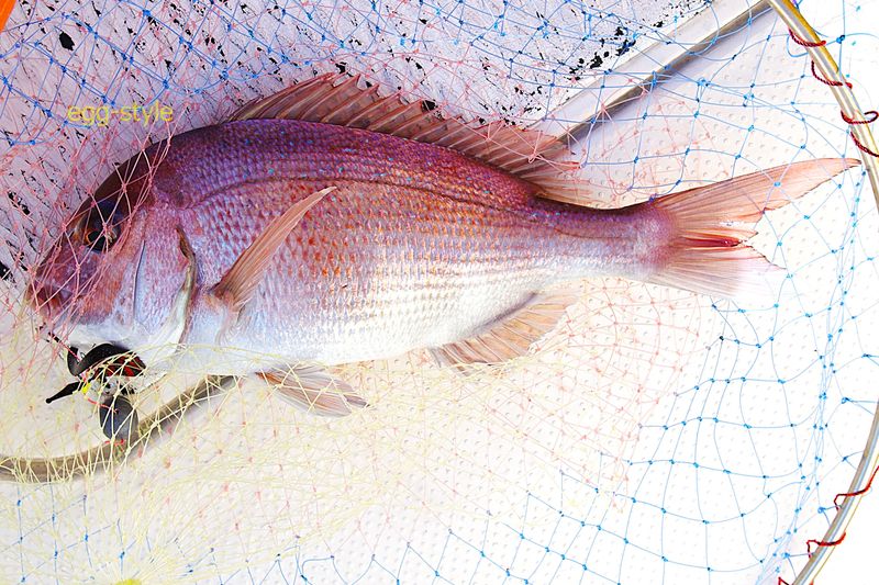 タイラバで釣れてしまった尺半　今シーズンも釣れるかな