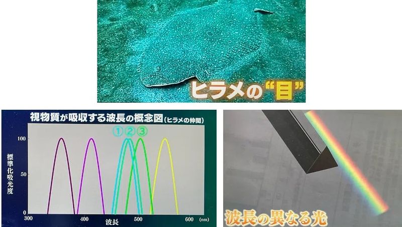 出典元：NHK「サイエンスZERO」