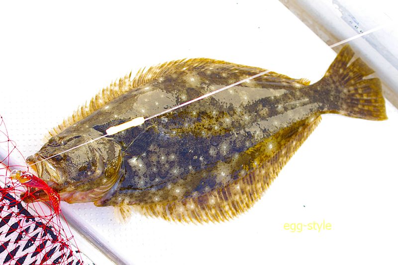 ケミホタルの光に反応して、赤色のワームを食ってきたヒラメ