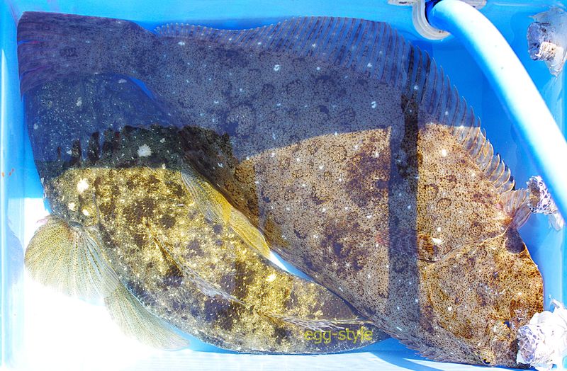 ヒラメにマゴチ　これで晩御飯は、竜宮城の気分になれる