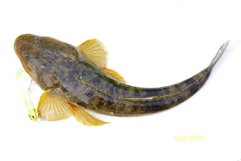 マゴチはどうかは不明だが、緑のワームに反応していたが、マゴチはこだわらないようだ