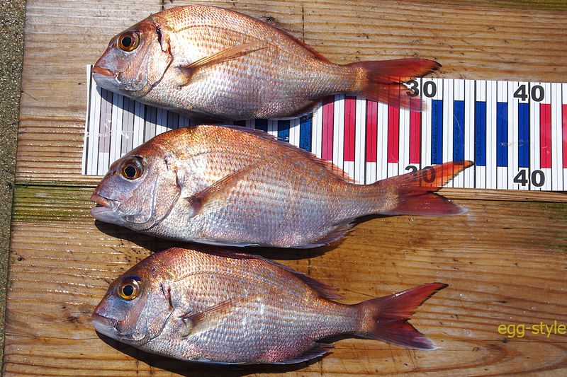 本日の釣果 数も大きさもうーんだけど、釣れた喜びです