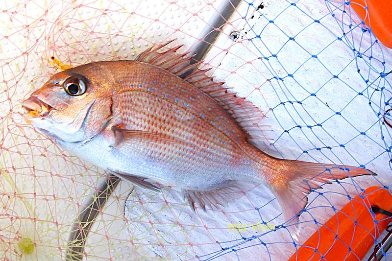 ほっとした1匹目 このサイズだと目がかわいらしい