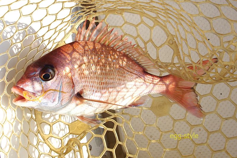 2匹目 本日すべてオレンジの疑似餌に食ってきました
