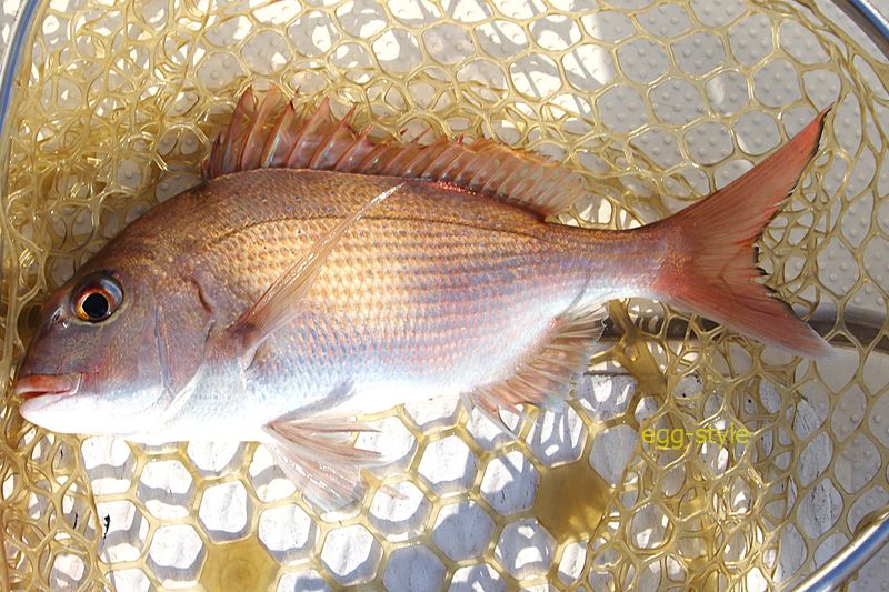 3匹目の35cm きれいなマダイは、釣って楽しい