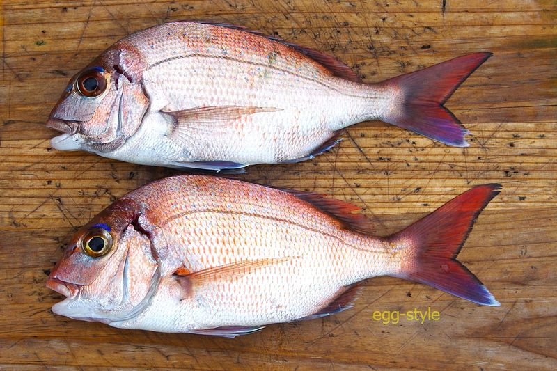本日の釣果　もう少し釣りたかったのが本音です