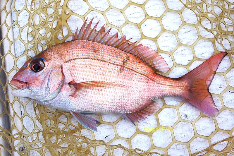 2匹目　同じような個体の群れがいるのでしょう