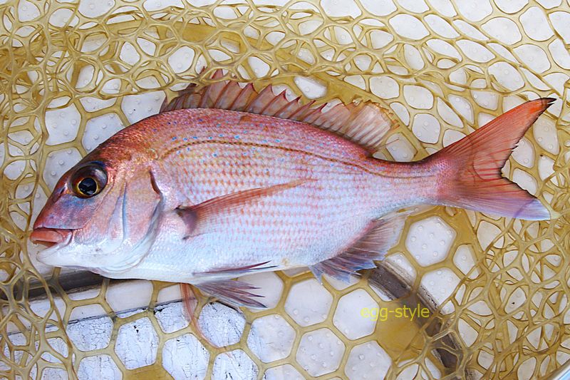 グリルサイズという30cmに満たないサイズです。でもおいしいんです