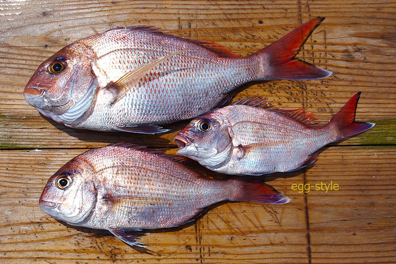 本日の釣果 渋いなりに何とかした3匹 こんなところで満足
