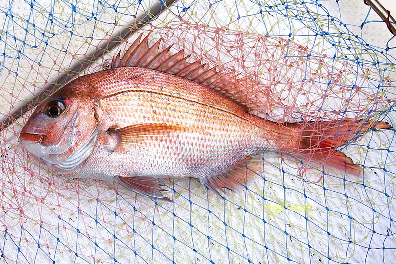 39cm 調子が良いと42-3cmだろうが、こんな日は、泣きサイズになってしまう