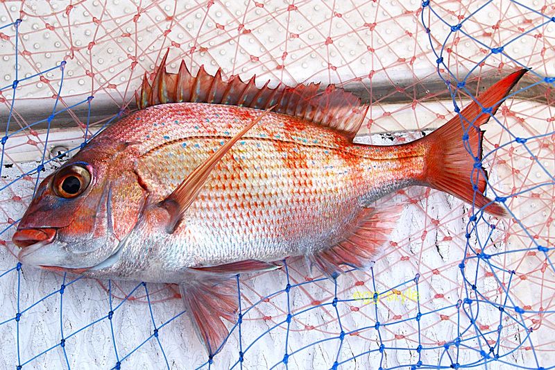 尺サイズ、30cm前後で顔つきも変化する これ以上は欲しいところ