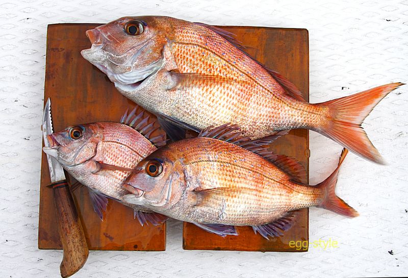 ちょっとはましなサイズになり、晩ごはんを考え締めています