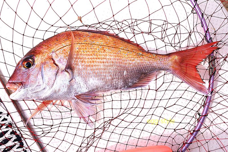 ハリ外れがいつも心配な釣りがマダイです　それだけに釣れればうれしい