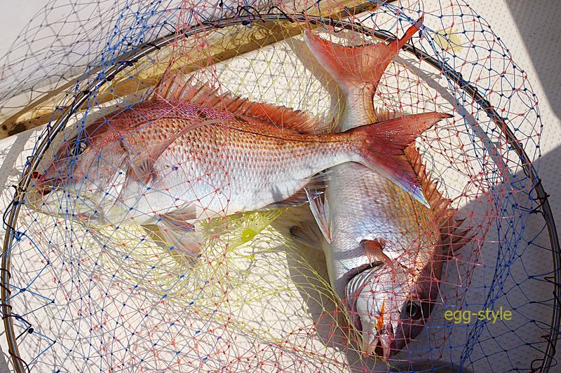 春の真鯛は、特別にきれいに見えます。食べればおいしいし良い狙いもの