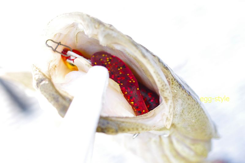 4インチのワーム　フック２本を丸呑み　取り出すのも大変