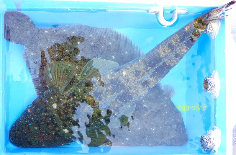 ２匹そろうと幸せ！ともに50cm超だとこうなる大きさ