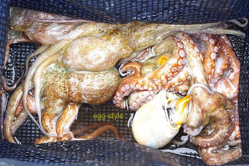 一昨年の5月 このくらいは釣れたんですが、どうにもマダコが少ない5