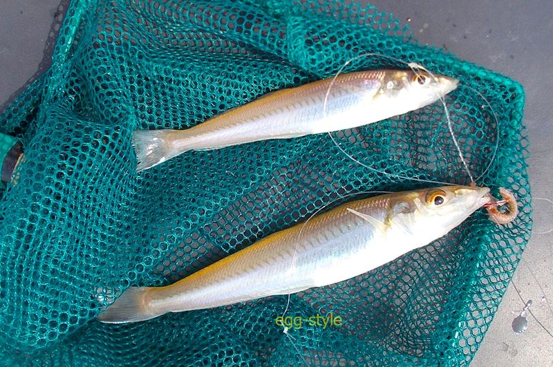 5月下旬になれば釣れるか。なんだかんだ言いながら 面白い釣りです