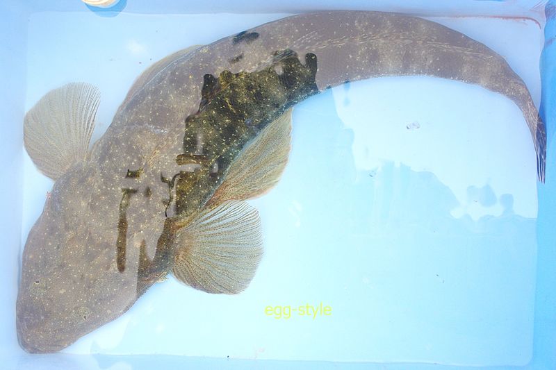 マゴチ、釣って面白く食べておいしい、砂地のなかなかの相手です