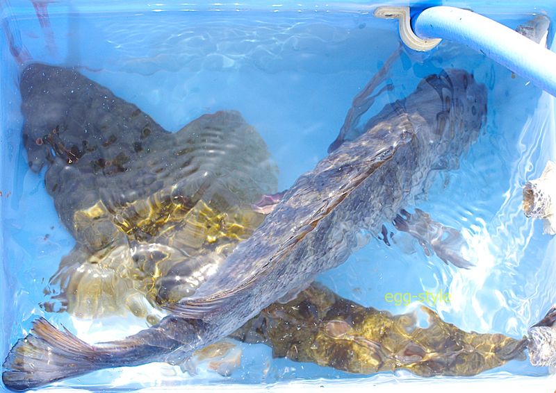 マゴチとチヌ 砂地にチヌは徘徊していて、しっかりとうまいです