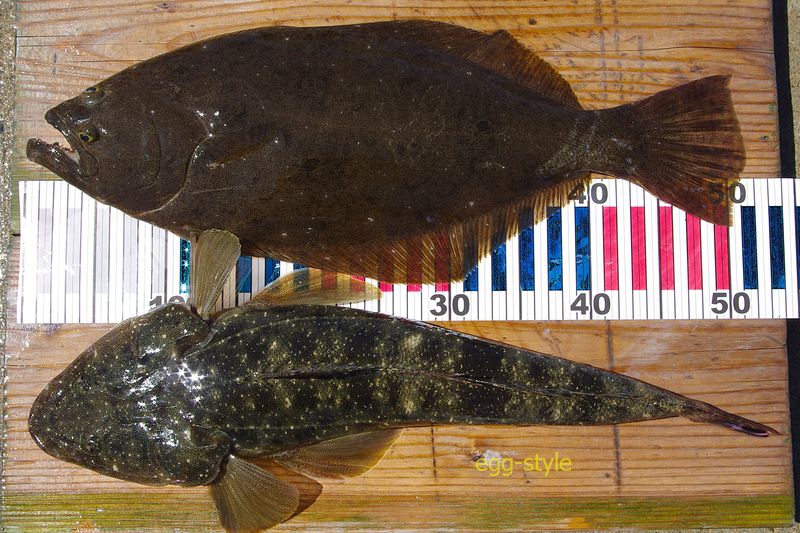 本日の釣果 50cm超はうれしい　おいしい白身魚が手に入った!!